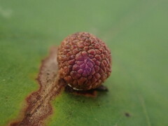 Acraspis quercushirta