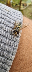 Metasyrphus
