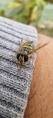Metasyrphus