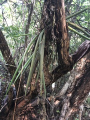 Trichocentrum brachyphyllum