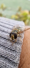 Metasyrphus