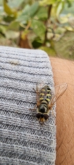 Metasyrphus