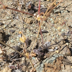 Eriogonum gracile
