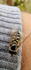 Metasyrphus
