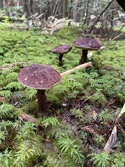 Aureoboletus mirabilis
