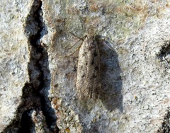 Anacampsis populella