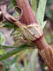 Persicaria extremiorientalis