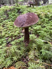 Aureoboletus mirabilis