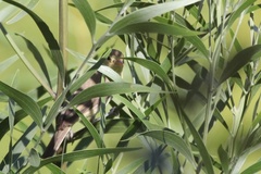 Hippolais polyglotta