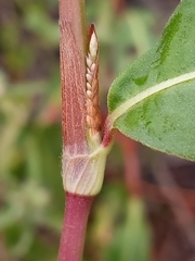 Persicaria extremiorientalis