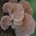 Pink Oyster Mushroom - Photo (c) José Roberto Peruca, some rights reserved (CC BY)
