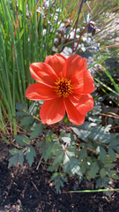 Dahlia coccinea