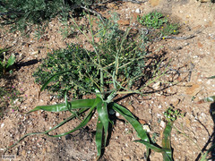 Trachyandra muricata