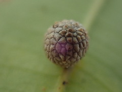 Acraspis quercushirta