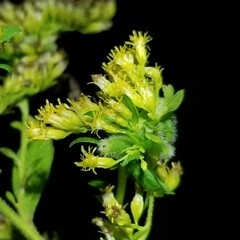 Rhopalomyia anthophila
