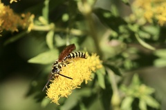 Myzinum quinquecinctum