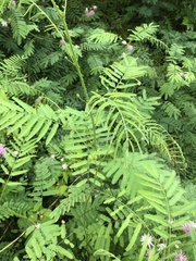 Mimosa pigra