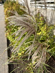 Miscanthus sacchariflorus