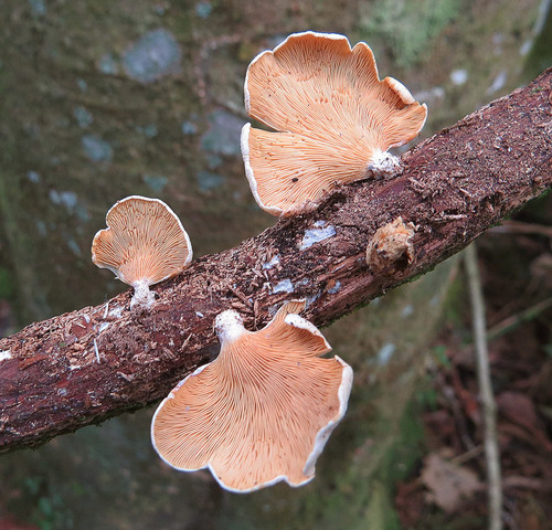 Pink Oyster Mushroom