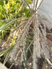 Miscanthus sacchariflorus