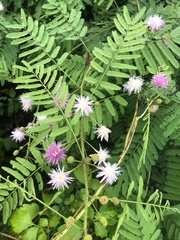 Mimosa pigra