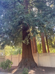 Sequoia