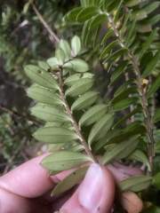 Veronica vernicosa