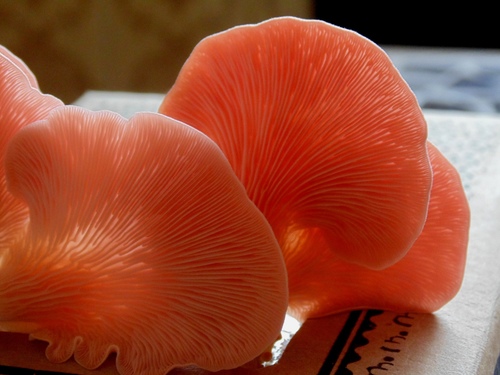 Pink Oyster Mushroom