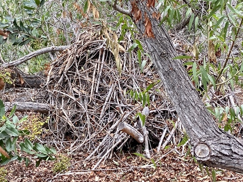 iNaturalist observation photo of Woodrats