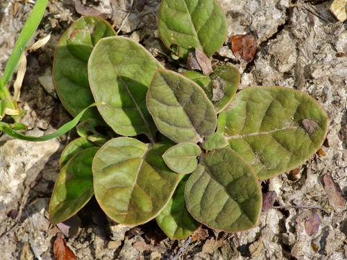 Image of Acleisanthes anisophylla by (c) Michelle W. （鍾偉瑋）, some rights reserved (CC BY)
