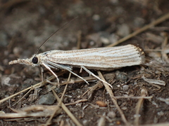 Agriphila straminella