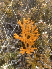 Austrolycopodium fastigiatum