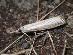 Agriphila straminella