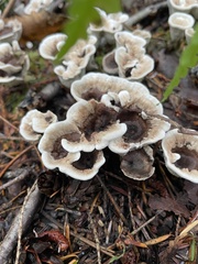 Phellodon tomentosus