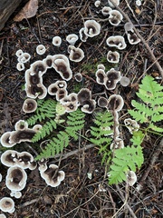 Phellodon tomentosus