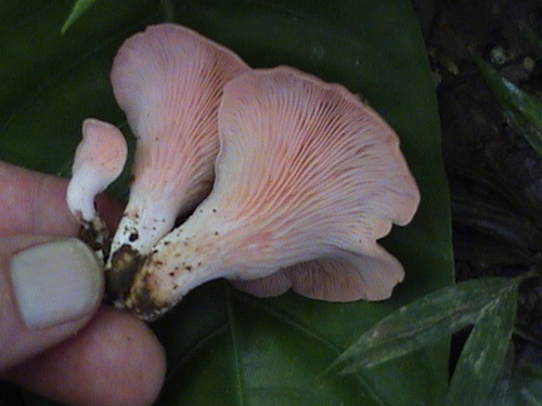 Pink Oyster Mushroom