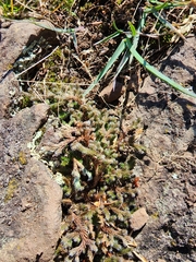 Selaginella rupestris
