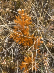 Austrolycopodium fastigiatum