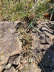 Selaginella rupestris