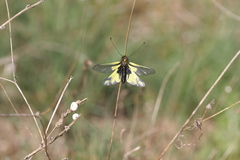 Libelloides coccajus