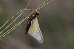 Libelloides coccajus