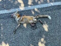 Vulpes vulpes patwin