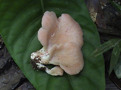 Pink Oyster Mushroom