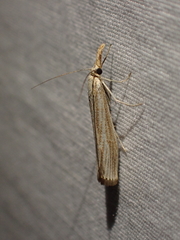 Agriphila straminella