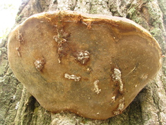 Fomitiporia robusta