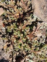 Selaginella rupestris