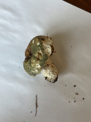 Russula parvovirescens