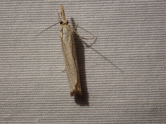Agriphila straminella