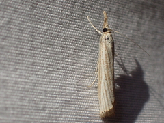 Agriphila straminella