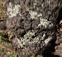 Xanthoparmelia cumberlandia